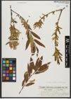Foto von Salix triandra subsp. triandra L.